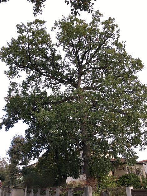 2019 06 Arbres remarquables saint orensID 13 14