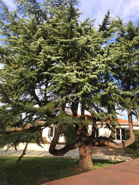 2019 06 arbres remarquables saint orens2